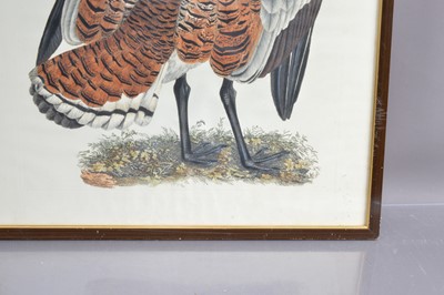 Lot 277 - Prideaux John Selby (1788-1867) hand coloured ornithological print "Male Bustard"
