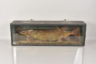 Lot 341 - A Taxidermy Pike