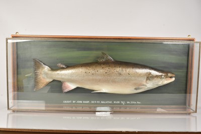 Lot 350 - Taxidermy