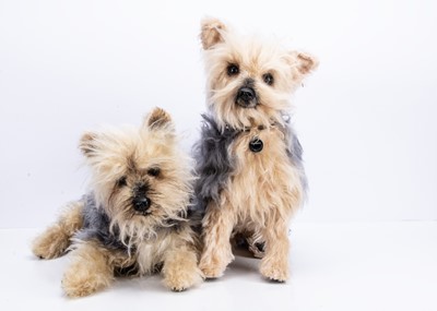 Lot 12 - Two Jacqui Wickeden JCW Bears Yorkshire terrier dogs