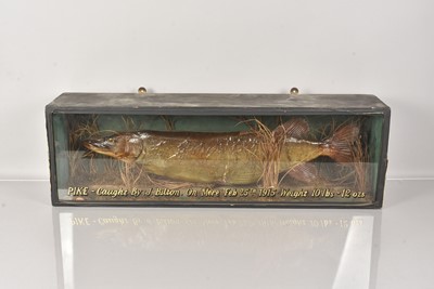 Lot 254 - A Taxidermy Pike