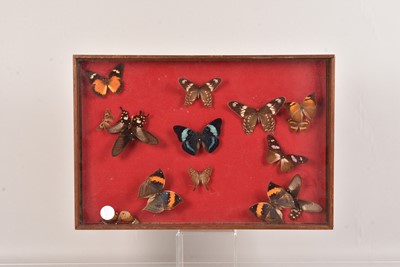 Lot 256 - A glazed display of butterflies