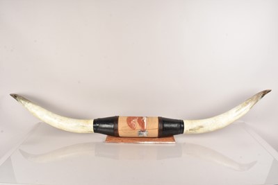 Lot 257 - A large pair of Cattle Horn