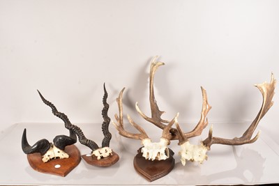 Lot 258 - A group of four pairs of horns/antlers