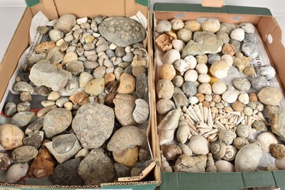 Lot 272 - A large assortment of fossils