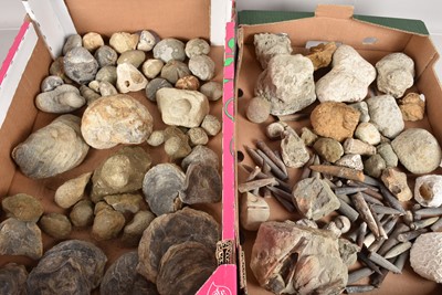 Lot 273 - A collection of various Fossils