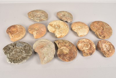 Lot 275 - A group of twelve Ammonites