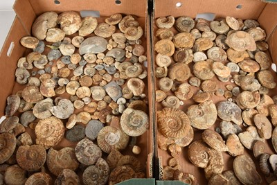 Lot 276 - A vast collection of Ammonites