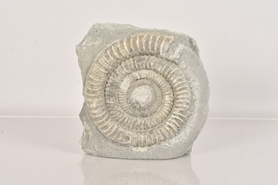 Lot 279 - A large Ammonite Fossil