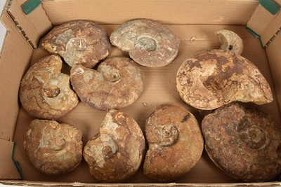 Lot 280 - A group of ten Ammonites