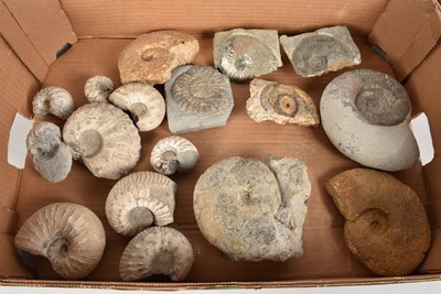 Lot 281 - A collection of various Ammonites