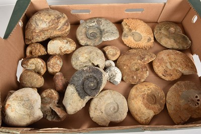 Lot 282 - A selection of Fossilised Nautilus