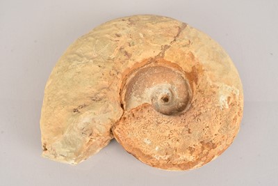 Lot 285 - A large Ammonite Fossil