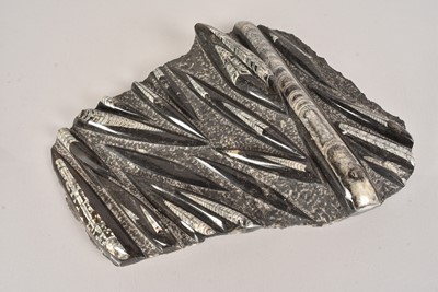 Lot 286 - Orthoceras Fossil Plaque