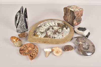 Lot 288 - An assortment of various fossils