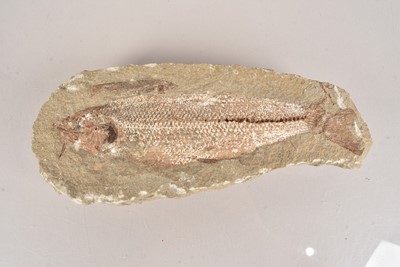 Lot 290 - Fossilised Fish