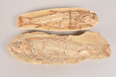 Lot 291 - Fossilised Fish