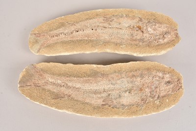 Lot 292 - Fossilised Fish