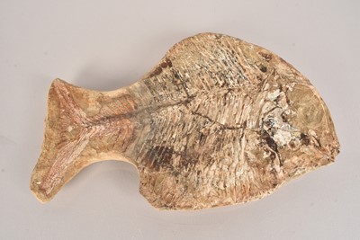 Lot 293 - Fossilised Fish