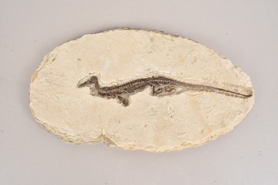 Lot 296 - Fossilised Marine Reptile