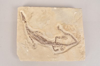 Lot 297 - Fossilised Marine Reptile