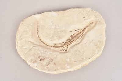 Lot 298 - Fossilised Marine Reptile