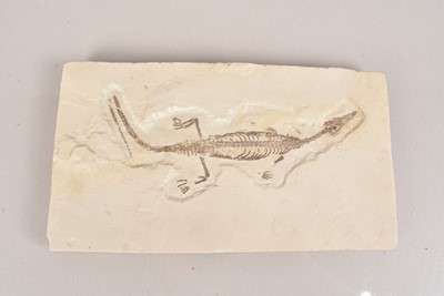 Lot 299 - Fossilised Marine Reptile