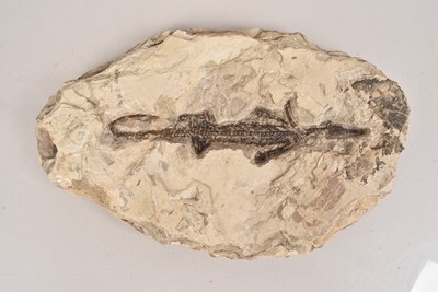 Lot 300 - Fossilised Marine Reptile