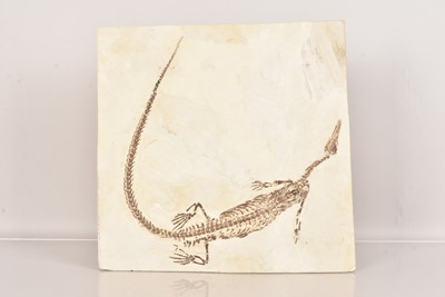 Lot 301 - An impressive Mesosaurus Specimen