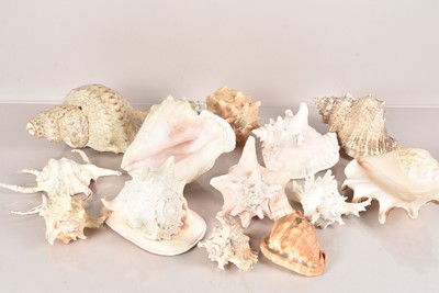 Lot 201 - A collection of large Sea Shells