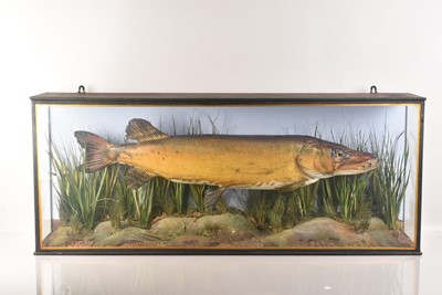 Lot 204 - Taxidermy