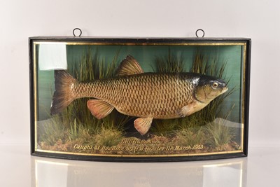 Lot 206 - Taxidermy