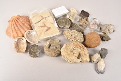 Lot 217 - A collection of fossils