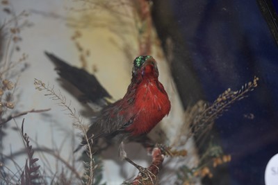 Lot 219 - An Exotic Bird Taxidermy Diorama