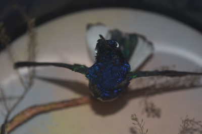 Lot 219 - An Exotic Bird Taxidermy Diorama