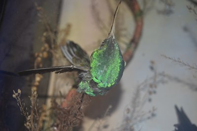 Lot 219 - An Exotic Bird Taxidermy Diorama