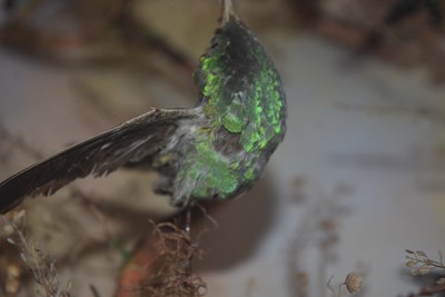 Lot 219 - An Exotic Bird Taxidermy Diorama