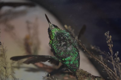 Lot 219 - An Exotic Bird Taxidermy Diorama