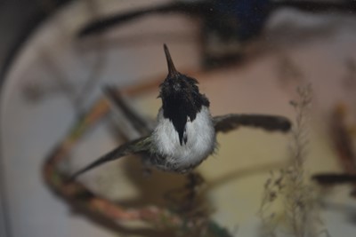 Lot 219 - An Exotic Bird Taxidermy Diorama