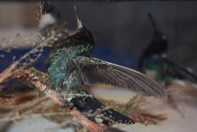 Lot 219 - An Exotic Bird Taxidermy Diorama