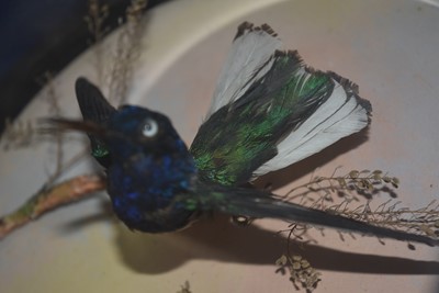 Lot 219 - An Exotic Bird Taxidermy Diorama