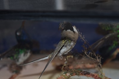 Lot 219 - An Exotic Bird Taxidermy Diorama