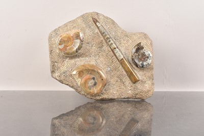 Lot 248 - A large fossil specimen