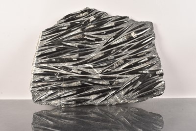 Lot 250 - An Orthoceras Plate