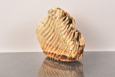 Lot 253 - A large Mammoth Tooth