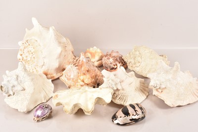 Lot 255 - A large Conch Shell