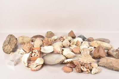 Lot 257 - An assortment of Sea Shells and Fossils