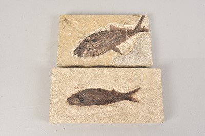 Lot 258 - Knightia Alta