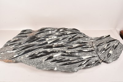 Lot 260 - A Large Orthoceras Plate