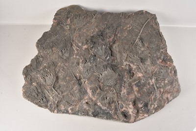 Lot 263 - A large Crinoid Plate
